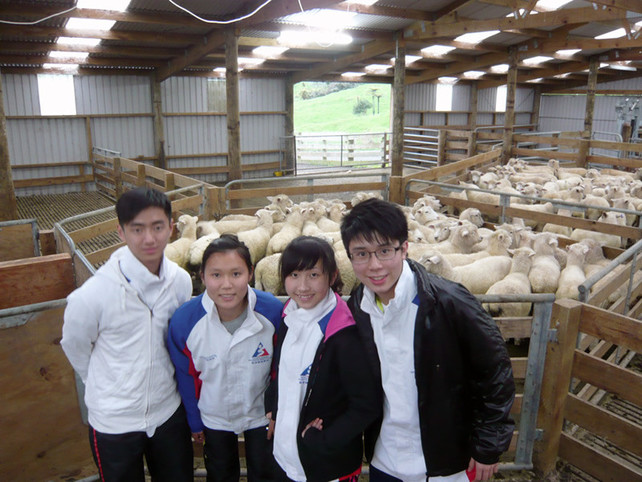 运动员体验农庄工作，并观看剃羊毛示范。